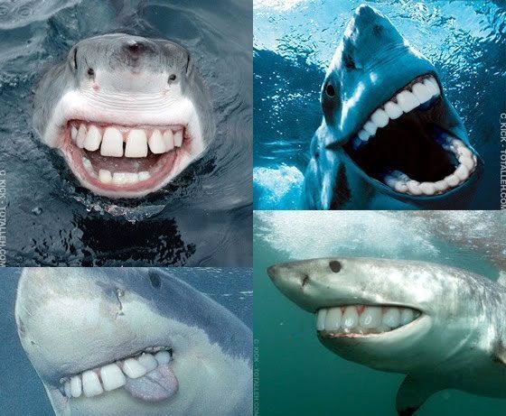 tiburones-dientes1.jpg