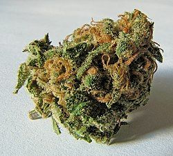 250px-Macro_cannabis_bud.jpg