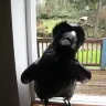 BlackRaven
