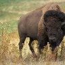 bisonboi