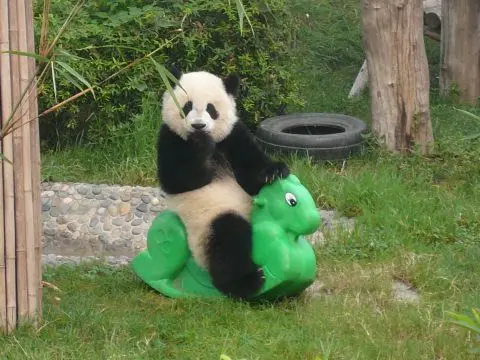 panda-huh.jpg