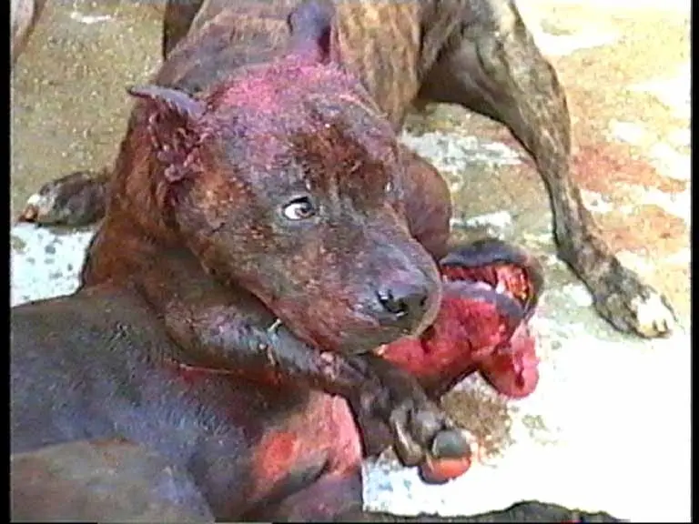 perro+sangrando.jpg