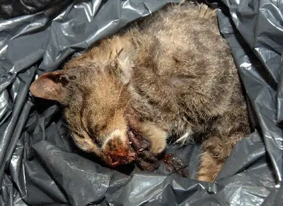gato-muerto-3.jpg