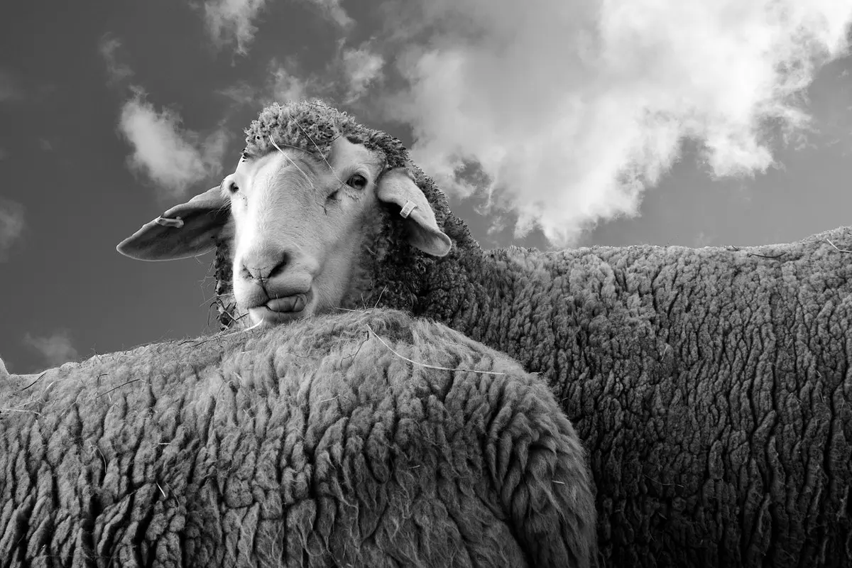 sheep-gb1ae5913c-1280.jpg