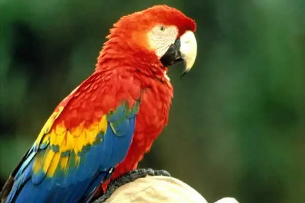 Papagayo.jpg