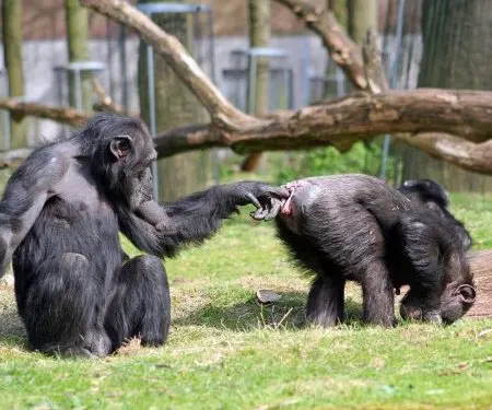 monos+dedo+culo.jpg
