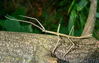 INSECTO-PALO-600.jpg