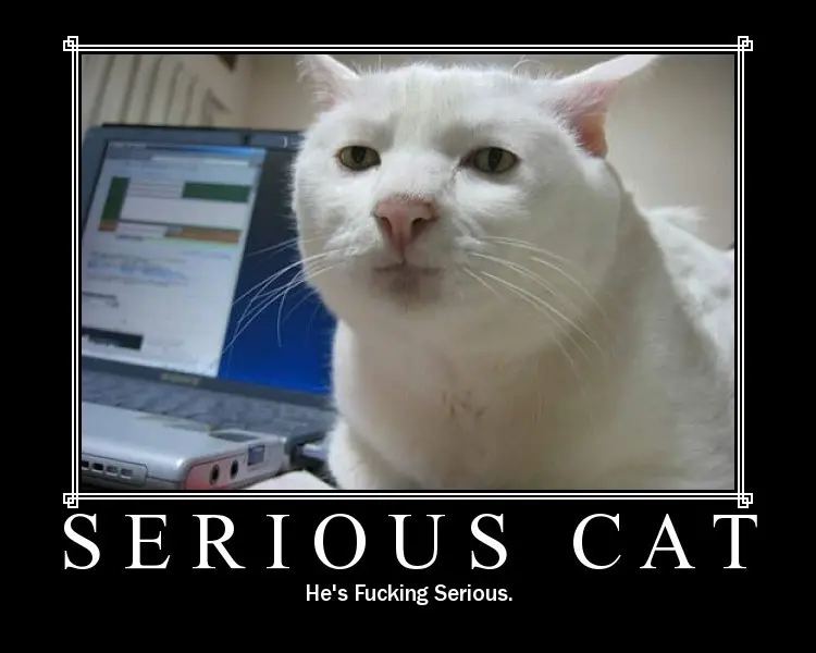 seriouscat-758888.jpg