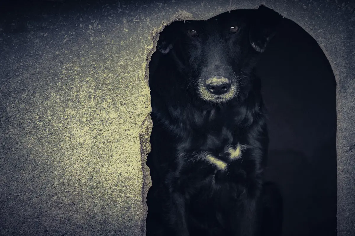dog-4874517-1280.jpg