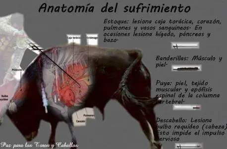 dolor+de+toros.JPG