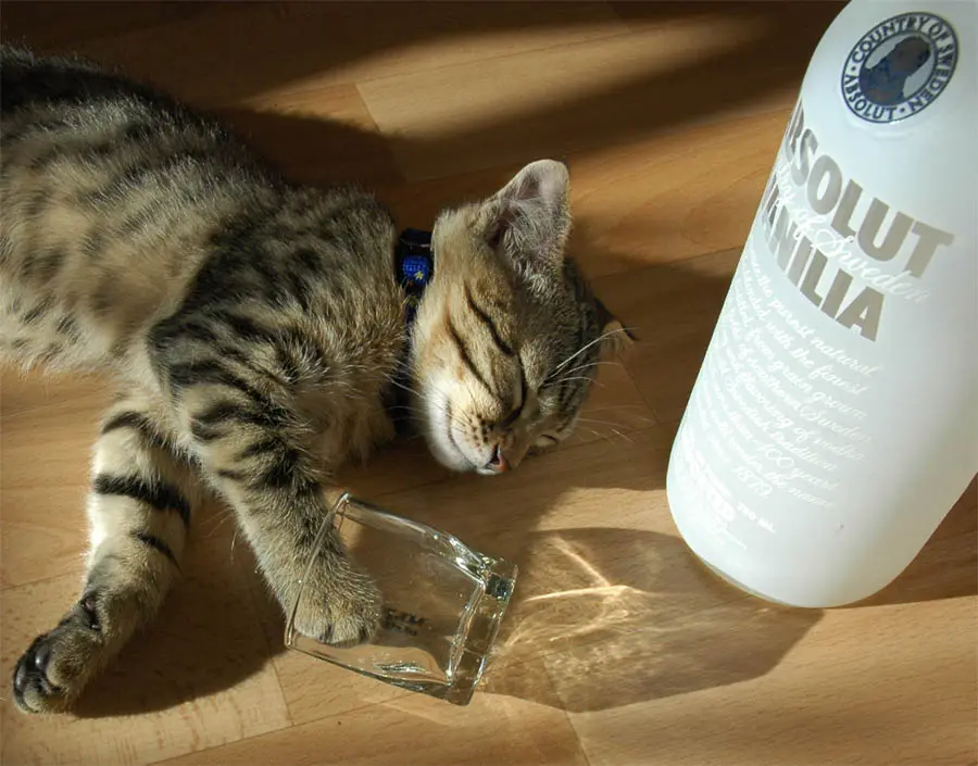 Borracho_gato.jpg