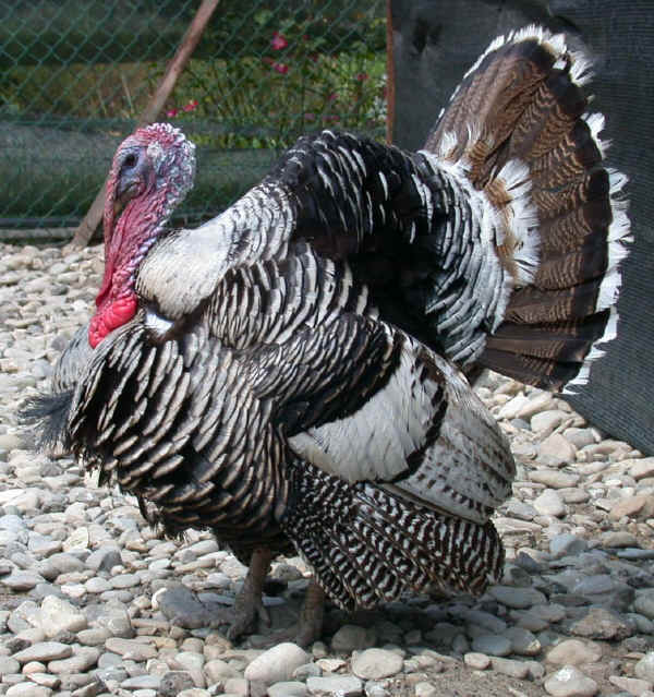 parmaepiacenzam.JPG