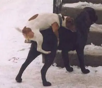 perros_follando.jpg