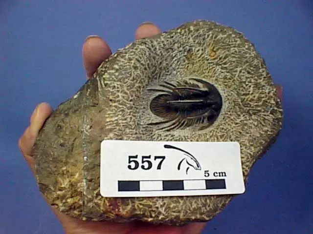 zydsp5V.jpg