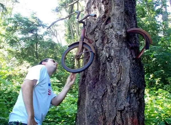 arboles-comen-cosas-imagenes-curiosas2.jpg