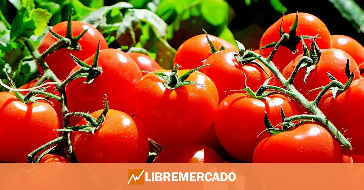 www.libremercado.com