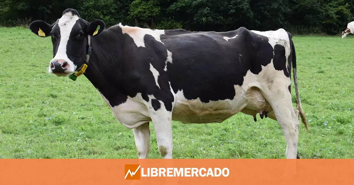 www.libremercado.com