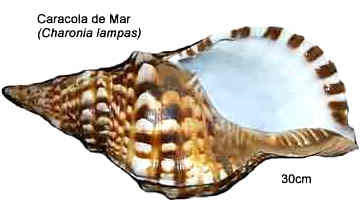 caracola1.jpg