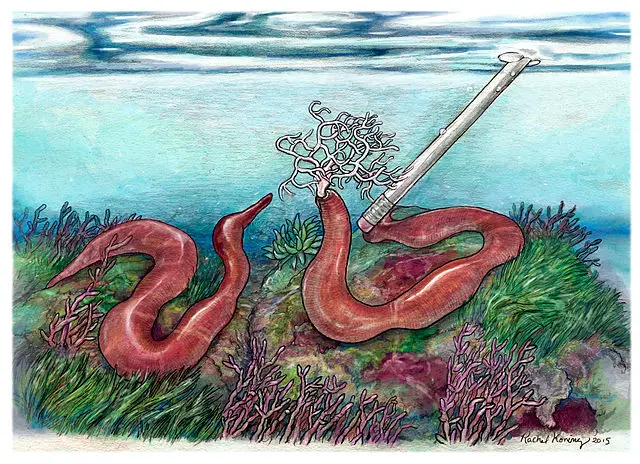 Gorgonorhynchus-repens.jpg