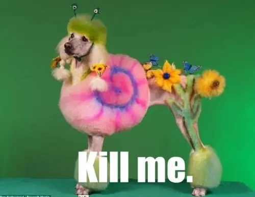 tumblr_mato0jJXT41r8weq9o1_500.jpg
