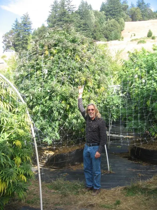 scrog-cervantes.jpg