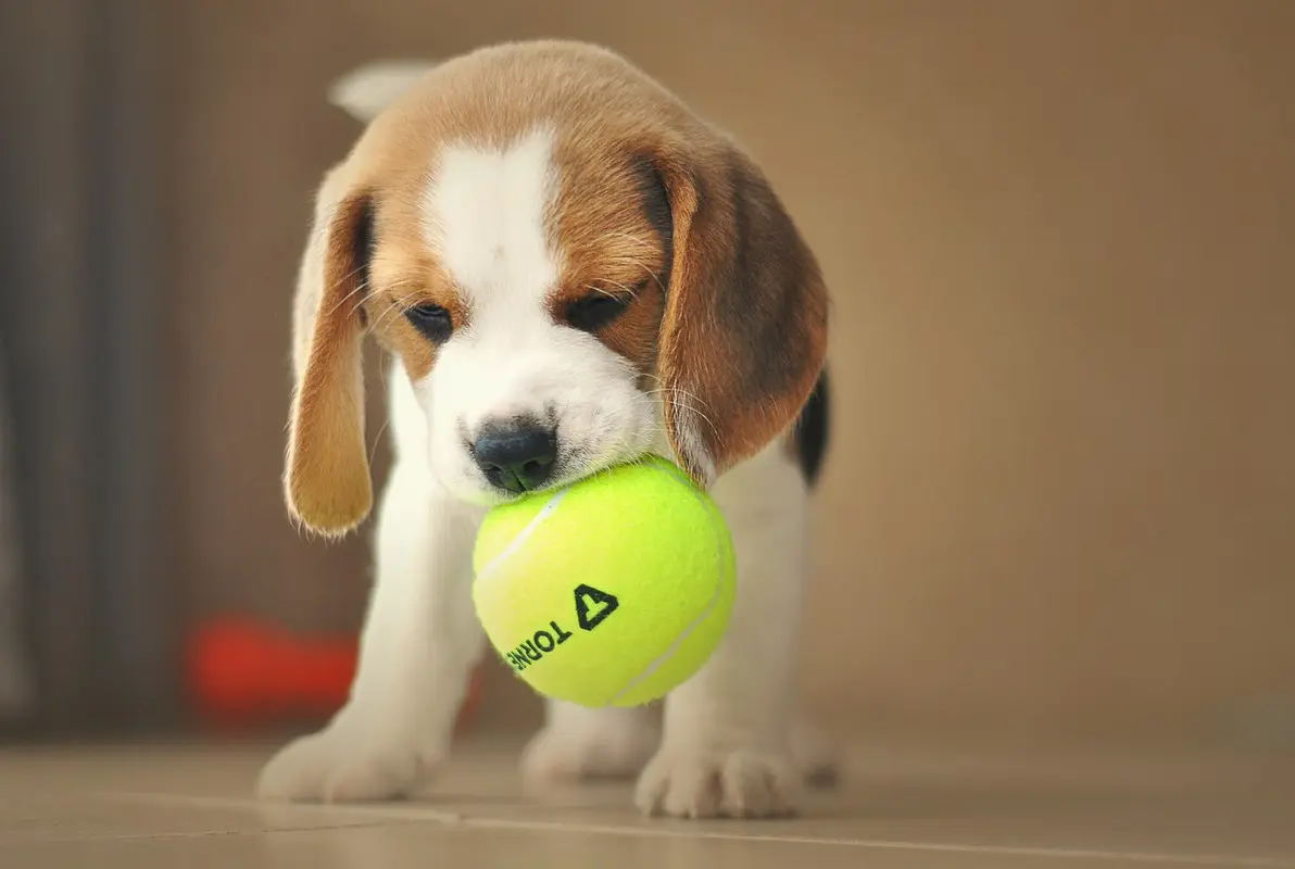 puppy-g8f767ba0b-1280.jpg