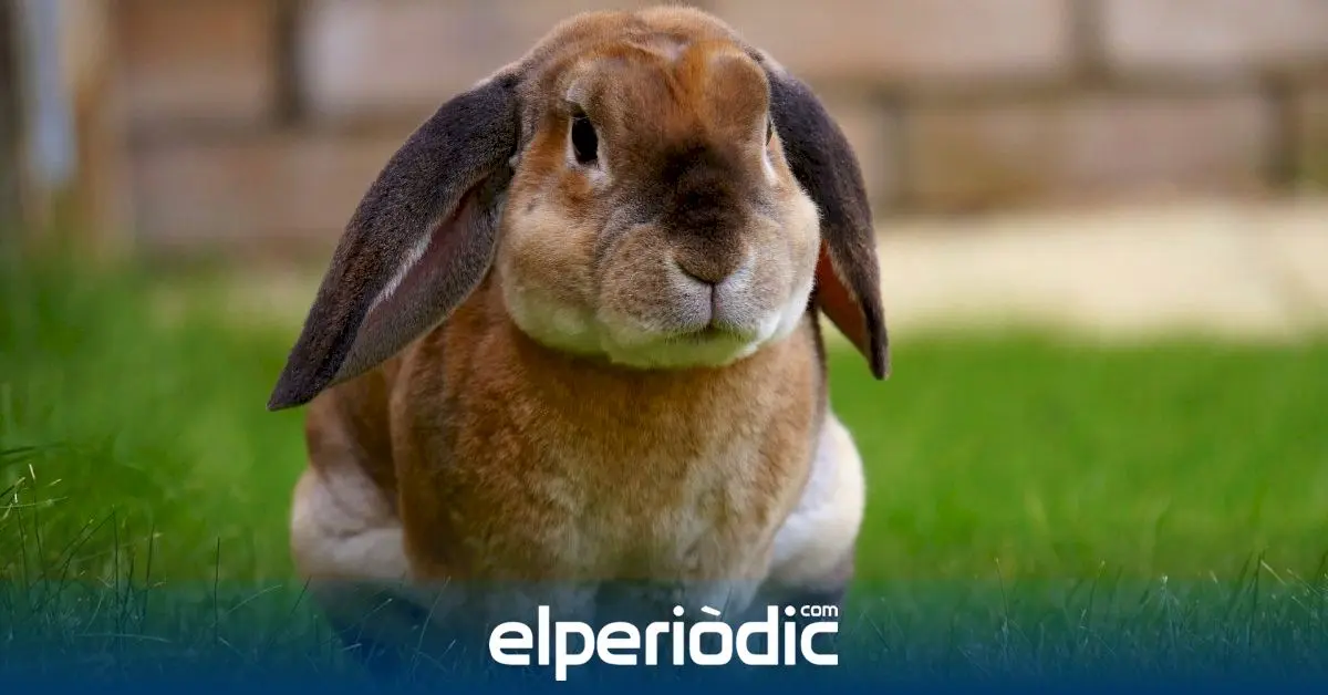 www.elperiodic.com