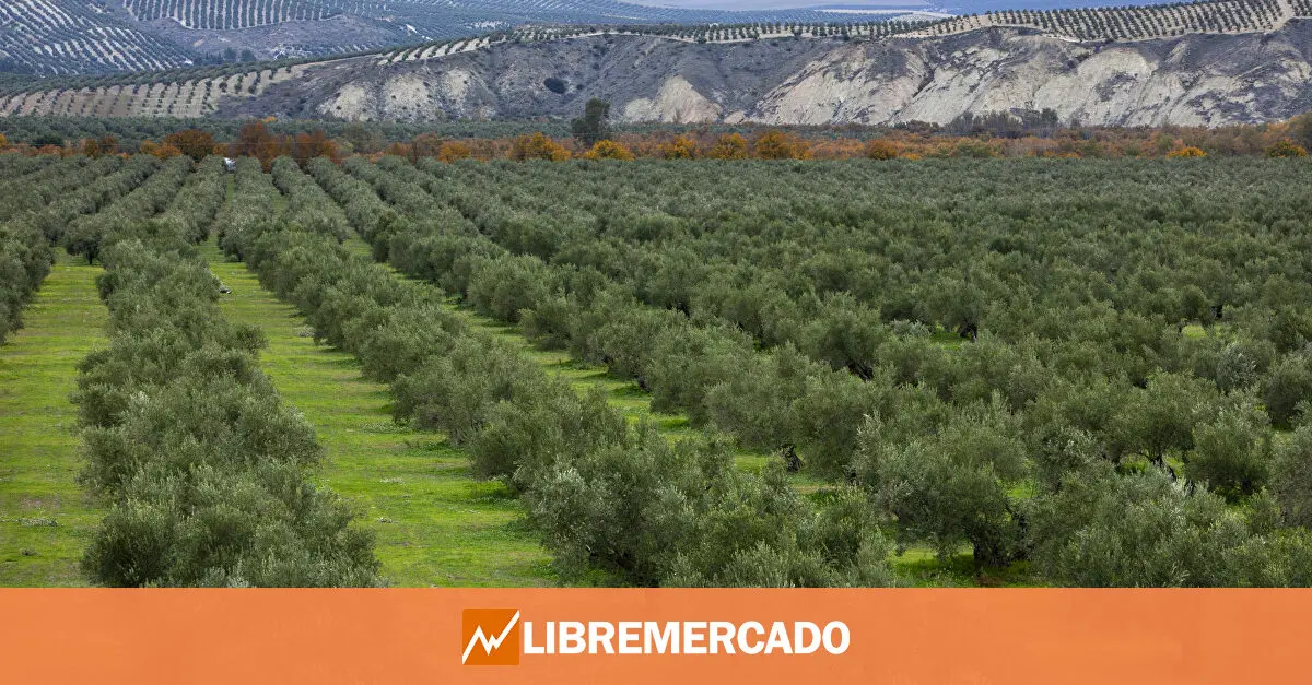 www.libremercado.com