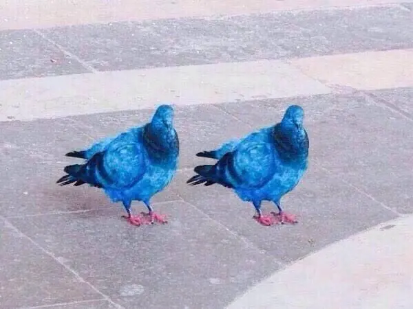 palomas.jpg