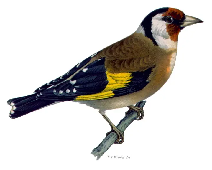 Carduelis_carduelis_2.jpg