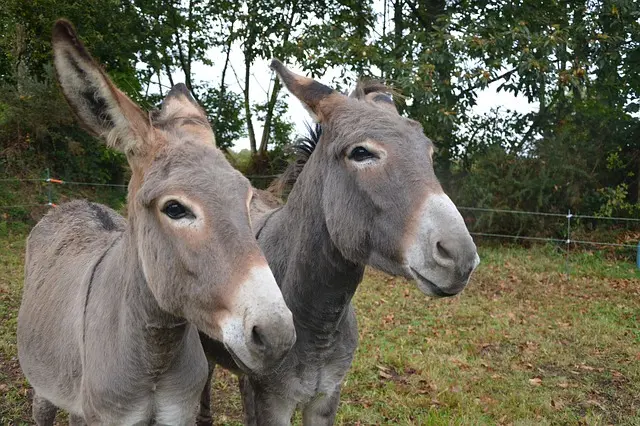 donkeys-2800948-640.jpg