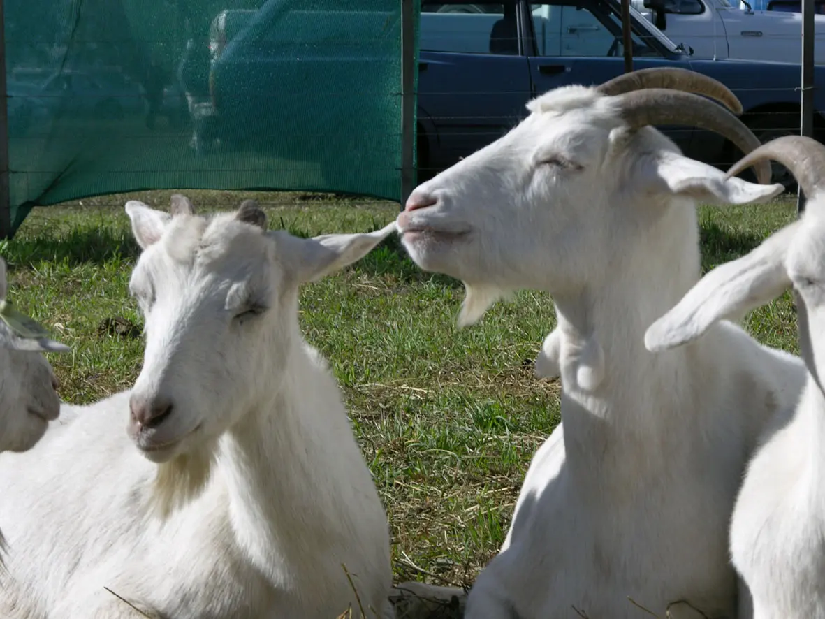 cabras.jpg