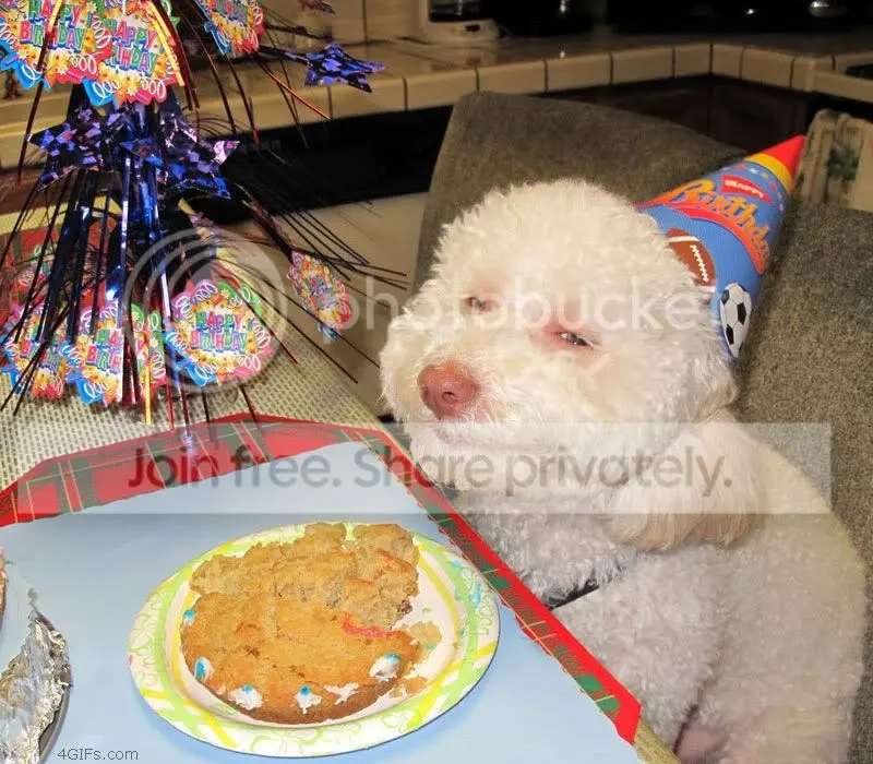 Birthday_dog.jpg