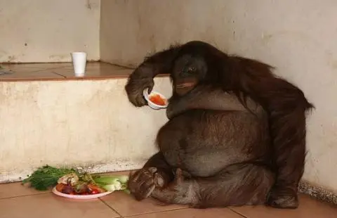 orangutan.jpg