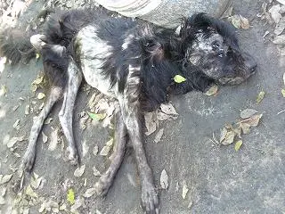 starved_dog_air.jpg
