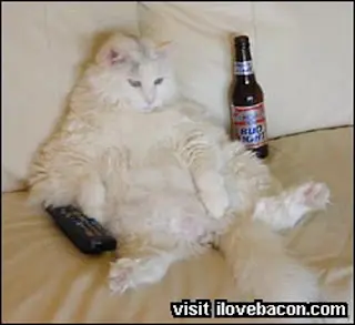 lazy%2520cat.jpg