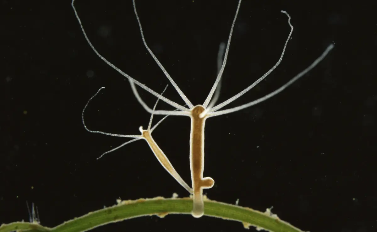 tierrapura.org