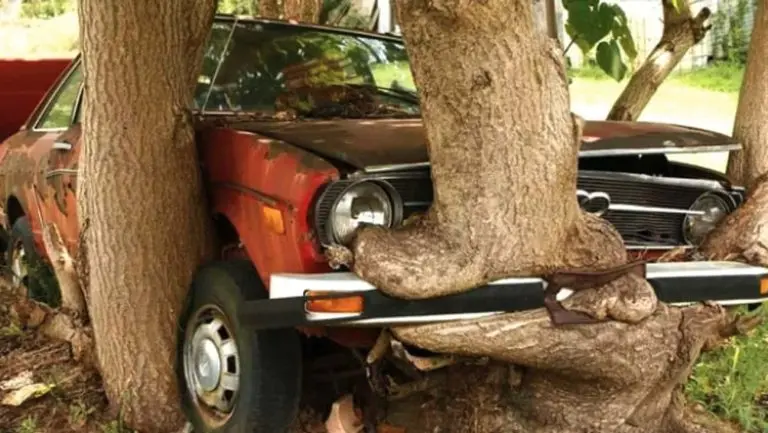 arboles-come-cosas-12-768x433.jpg