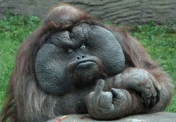 imagenes_de_animales3.jpg