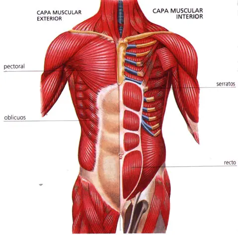 torax+y+abdomen.jpg
