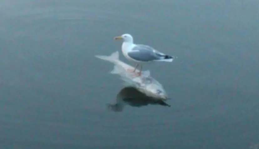 iyHDE3T.jpg