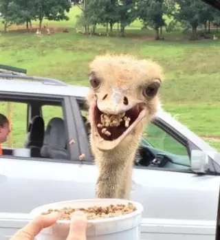 EcmHgho.png
