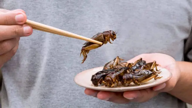 comer-insectos-655x368.jpg