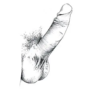 pene[1].jpg