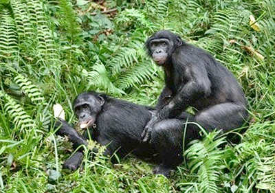 chimpance_pigmeo_400R_03.jpg