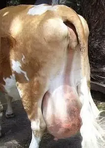 Vaca_con_mastitis_2008_2_3.jpg
