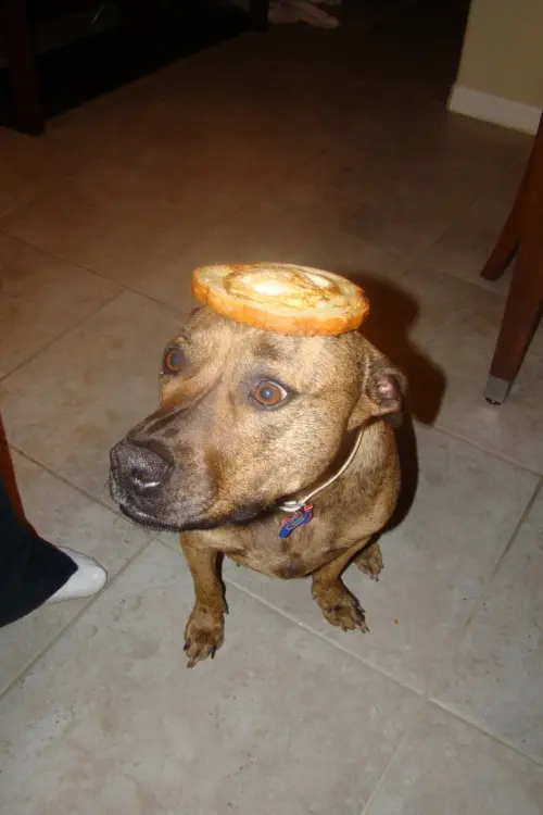 tumblr_lybqa2b3Qt1r98oo7o1_500.jpg