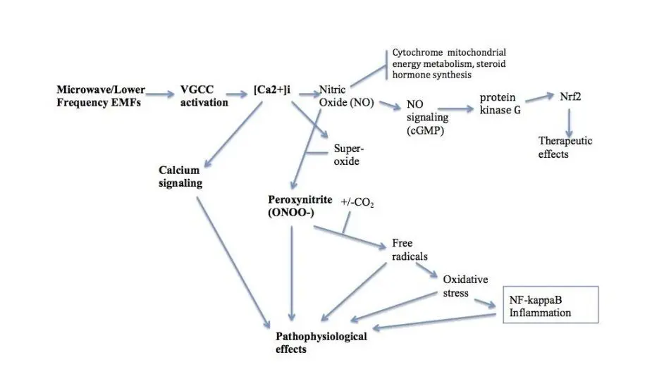 grafico-molecular-5g-covid-19.jpg
