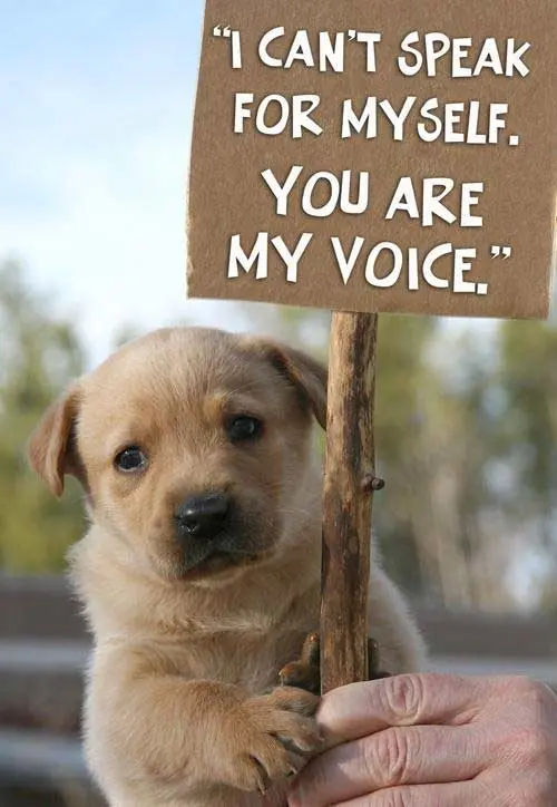 quotes-about-animal-abuse-and-animal-rights.jpg