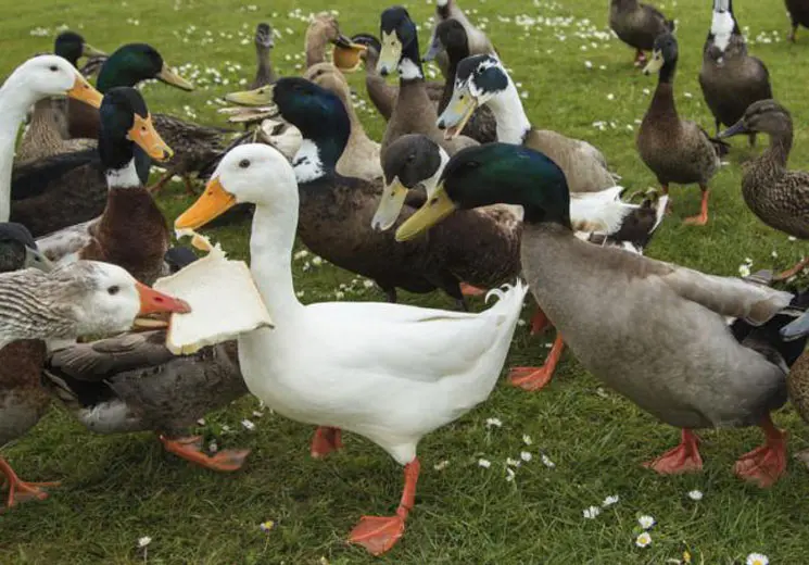 patos-comiendo.jpg